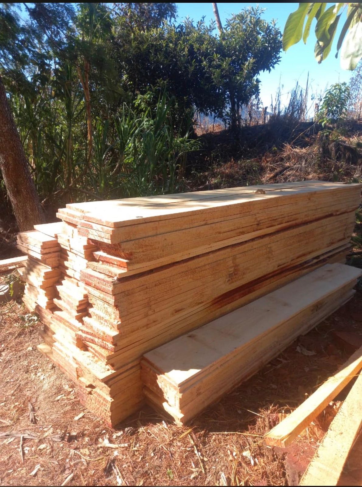 Bandsawn cypress boards stacked at the Costa Rican mill